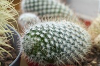 Mammillaria bombycina - silken pincushion cactus