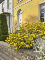 Phlomis fruticosa, syn. Phlomis angustifolia - Jerusalem sage spilling over front wall of Victorian house painted yellow. May.