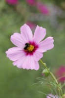 Bee collecting the nectar of Cosmos bipinnatus 'Casanova Pink'
