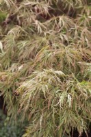 Acer palmatum 'Beni-shidare Tricolor' - Japanese maple 'Toyama-nishiki'