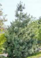 Pinus wallichiana, summer June