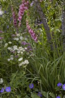 Woodland shady border with Digitalis x mertonensis, Astrantia 'Buckland', 'Thalictrum delavayi 'Splendide White' and geranium. Summer July.