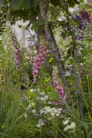 Woodland shady border with Digitalis x mertonensis, Astrantia 'Buckland' and Thalictrum delavayi 'Splendide White'. Summer. July.