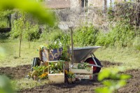 A mix of different seedlings in wooden crates, prior to planting out, spring May