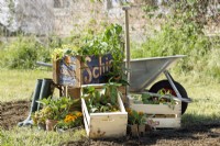 A mix of different seedlings in wooden crates, prior to planting out, spring May