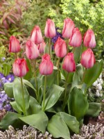 Tulipa Darwin Hybride Pink Sound, spring May