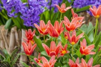 Tulipa kaufmanniana, spring March