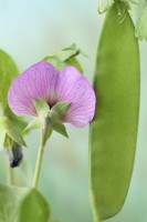 Pisum sativum  'Carouby de Maussane'  Mangetout pea pod and flower  July
