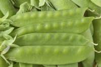 Pisum sativum  'Carouby de Maussane'  Picked mangetout pea pods  July