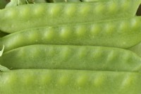 Pisum sativum  'Carouby de Maussane'  Picked mangetout pea pods  July
