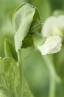 Pisum sativum  'Alderman'  Pea flower  July
