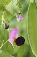 Pisum sativum  'Carouby de Maussane'  Mangetout pea pod and flower  July

