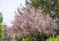 Tamarix gallica, summer July