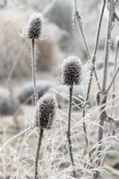 Dipsacus fullonum - Common teasel in the frost