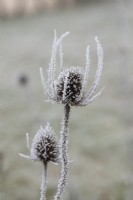 Dipsacus fullonum - Common teasel in the frost