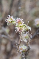 Sorbaria sorbifolia 'Sem' foliage in the frost