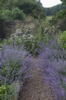  Nepeta 'Six Hills Giant' - Catmint in raised beds edging gravel path and Cenolophium denudatum - Baltic Parsley -a White umbellifer  with Stipa gigantea and woven hurdle fence. view of countryside 