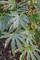 Fatsia japonica 'Spider's Web' leaves in Spring - February