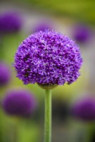 Allium 'Ambassador' 