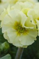 Polyanthus 'Showstopper Cream'