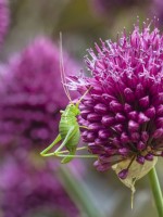 Leptophyes punctatissima - Speckled bush-cricket on Allium sphaerocephalon flowers