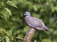 Columba palumbus - Wood Pigeon perched on tree branch