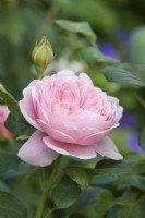 Rosa 'Olivia Rose Austin' - syn. 'Ausmixture'. Closeup of flower. June.