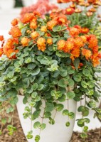 Begonia RiseUp Harlequin, Lysimachia FanciFillers Sunburst in pot, summer July