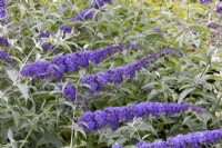 Buddleja davidii Nanho Blue, summer July