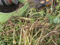 Erigeron glaucus - after cutting back overgrown plant, sort out rooted cuttings for potting up.