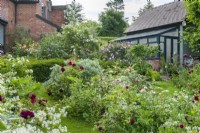 View of a country garden filled with roses and herbaceous perennials. June. Rosa 'Munstead Wood', 'Lady of Shalott', 'Rambling Rector' and 'Mary Delany' syn. 'Mortimer Sackler'. Green painted timber greenhouse. Grass paths separating linear borders. Self-seeded Peltaria alliacea - garlic cress.