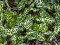 Arum italicum foliage January