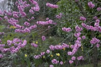 Prunus cerasifera 'Spring Glow' at Winterbourne Botanical Gardens - March