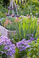 Edible flowers in kitchen garden - chives and Welsh onion.