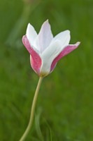 Tulipa 'Lady Jane' - April 