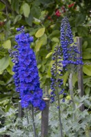 A dark blue Delphinium in a border at Renishaw Hall and Gardens.