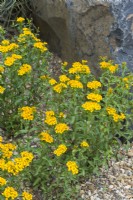 Tagetes lucida - sweet mace, Mexican tarragon growing in rock garden with gravel mulch. June