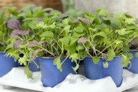 Brassica Mizuna mix in pot, spring May