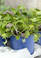 Brassica Mizuna mix in pot, spring May