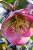 Helleborus x hybridus 'Penny's Pink'