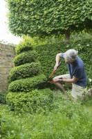 Man Pruning Box topiary spiral - Buxus sempervirens - April.