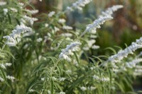 Salvia leucantha 'White Mischief'