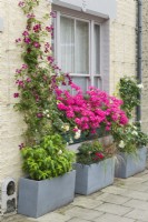 Troughs placed on the pavement and window boxes in front of a Victorian terraced house filled with colourful plants. Clematis 'Madame Julia Correvon', pelargoniums, roses and grasses. June