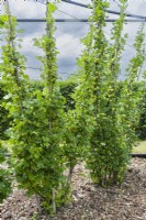 Gooseberries ripening on bushes trained as cordons attached to canes tied to horizontal wires in a fruit cage mulched with bark and wood chippings. June.