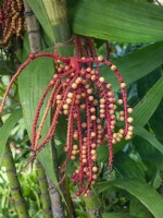 Pinanga coronata - palm seeds in mid February Canary Islands