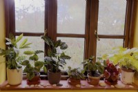 North facing windowsill in winter with Philodendron, Calathea, Peperomia and Tradescantia houseplants