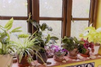 North facing windowsill in winter with Philodendron, Calathea, Peperomia, Begonia, Chlorophytum and Tradescantia houseplants