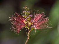 Calliandra calothyrsus Canary Islands Spain in mid February