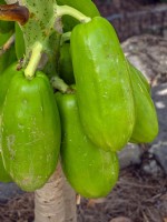 Carica papaya fruits Canary Islands