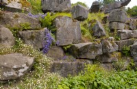 Naturalistic planting around rock formations in Paxton's Rock Garden, Chatsworth House and Garden.